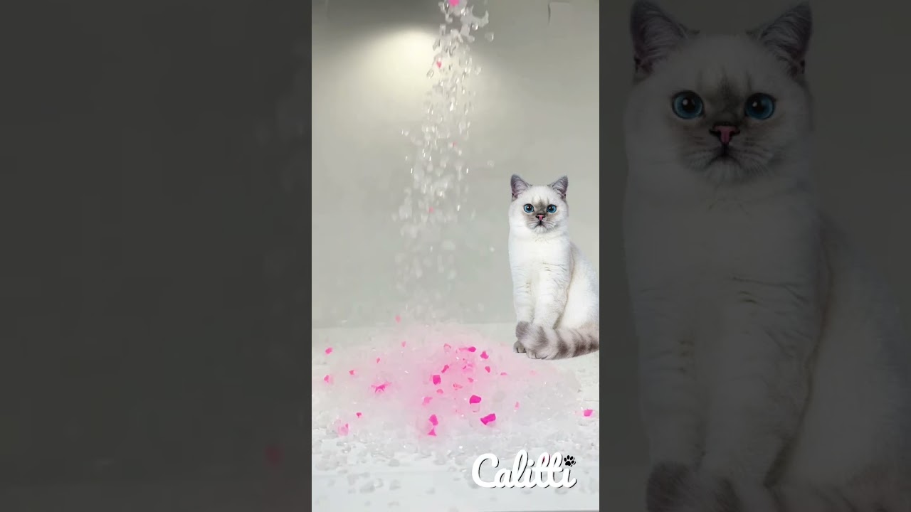 Calitti Crystals – Fresh Litter, Happy Cat ✨