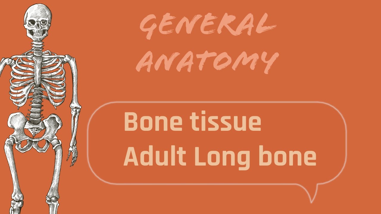 Bone Tissue & Long Bone structure || General Anatomy || Chapter 3(Part ...