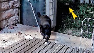[CC SUB] The stray cat group attacked the backyard of the villa at night.