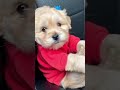 Cute puppy