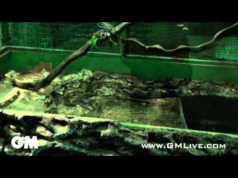 GMLive - Monster World Pattaya