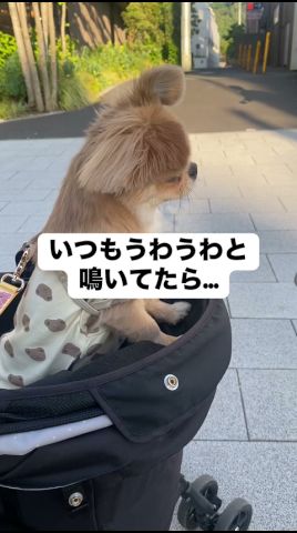 いつもうわうわと鳴いてたら…