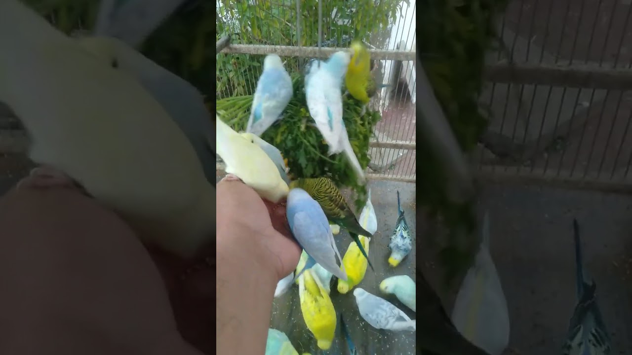 🌿 Natürliches Futter das deinen Wellensittich verwandelt 🍏 