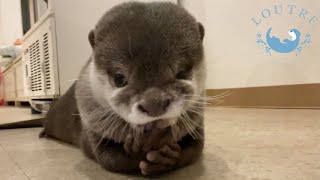 Otters' Cute Skills