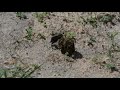 Dung beetles  ants