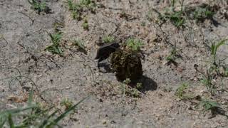 Dung beetles &amp; Ants