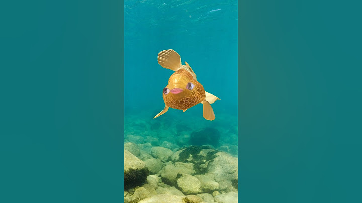 La roca y los peces 🪨🐠 | Iker Unzu
