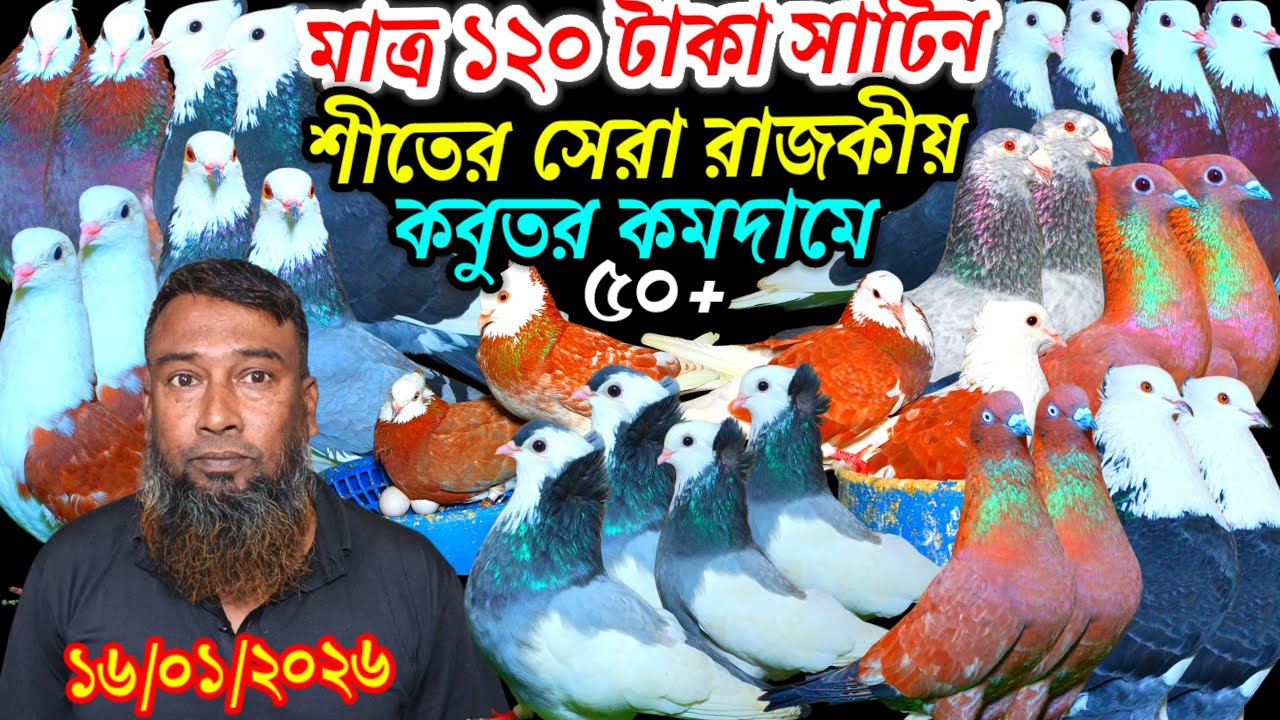 মাত্র ১২০ টাকা ব্লুসাটিন শীতের সেরা রাজকীয় কবুতর কমদামে বিক্রি হবে ৫০+ জনপ্রিয় ফেন্সি রেসার গোল্লা