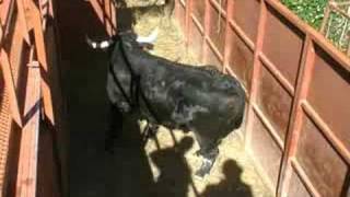 Ganado bravo lidiado en Las Ventas (LA RIOJA)