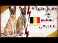 حقائق مثيرة عن كلاب المالينوا البلجيكي || Malinois