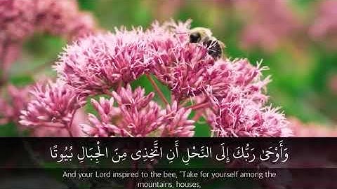 آيات النحل بصوت القارئ د هاني الشمري رمضان١٤٣٩