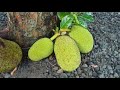 Nangka Buah Lebat| Cocok Hiasan Depan Rumah