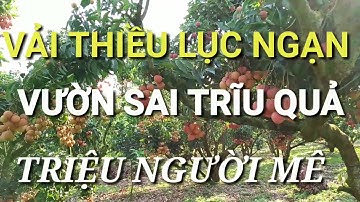 CẬN CẢNH VƯỜN VẢI THIỀU LỤC NGẠN  SAI TRĨU QUẢ| ĐÔNG CAM TV