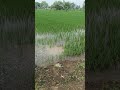 #farming laif@@@