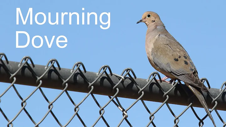 At Your Feeder: Mourning Dove