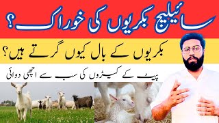 Question Answer Session About Goat Farming || Silage Feeding in Goats || Deworming in Goats ||