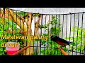 Kolibri Ninja Konin Gacor Mewah Nembak Isian Cocok Untuk Masteran Mp3 - Mp4 Download
