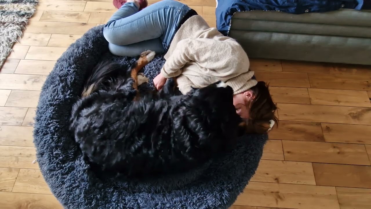 Bernese Mountain Dog Wants Belly Rubs and Attention