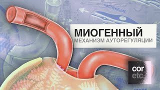 Ауторегуляция СКФ: Миогенный механизм.