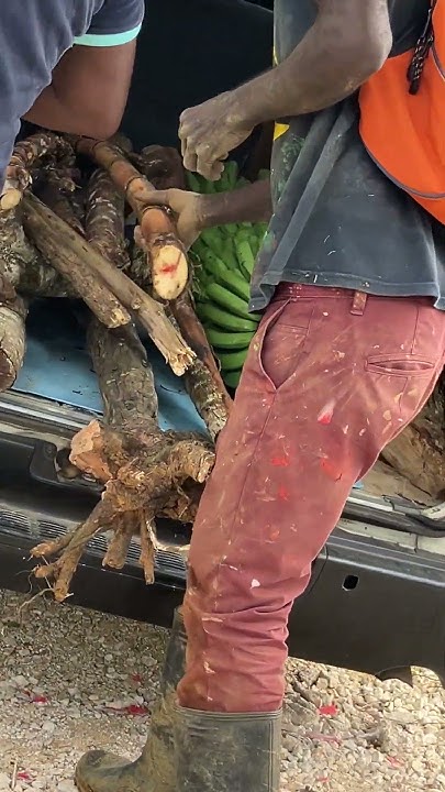 what-banana-s-look-like-in-jamaica-youtube