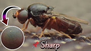 6 Reasons Why Your Macro Photos Aren't Sharp