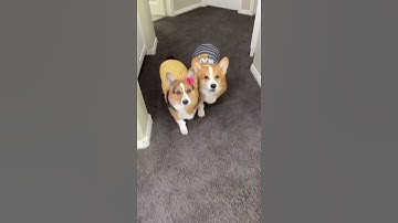 Can Amazon Alexa OUTSMART the Talking Corgis? #shorts