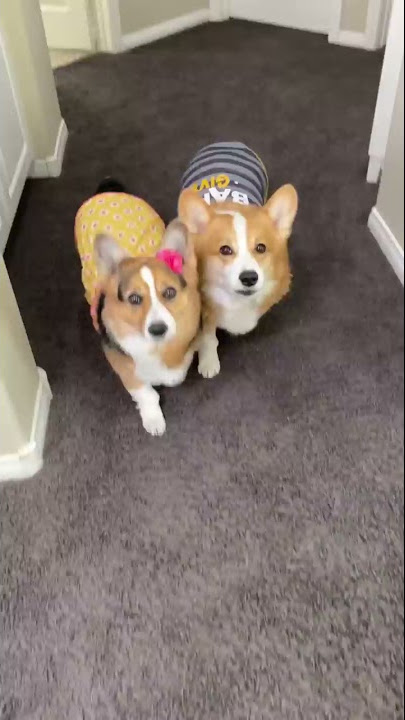 Can Amazon Alexa OUTSMART the Talking Corgis? #shorts