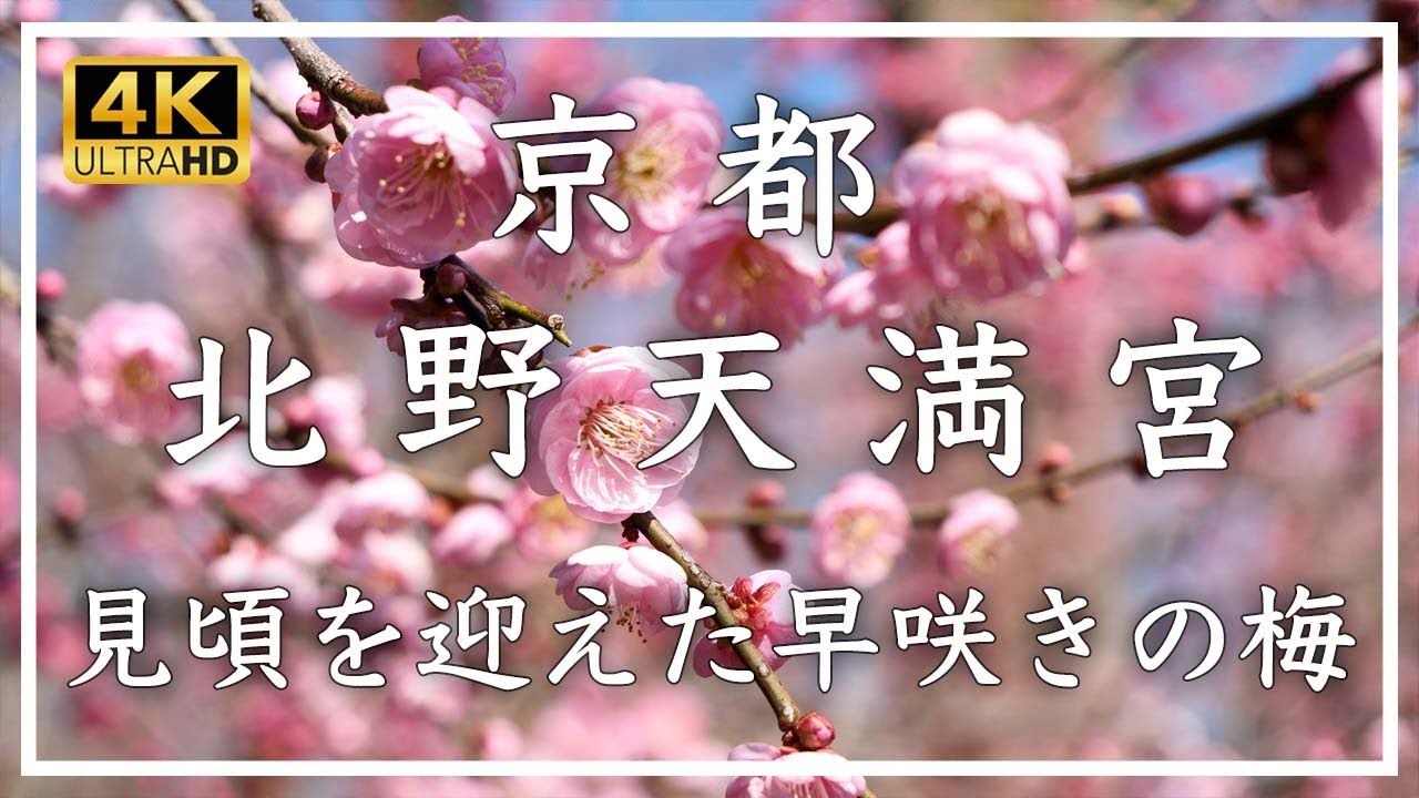 早春の京都・梅 〜北野天満宮  〜 見頃を迎えた梅苑の早咲きの梅。いよいよ梅の季節が到来しました。梅香る古都の早春をお楽しみ下さい。[No.386]