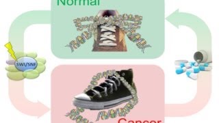 3 Minute Thesis: How keeping your shoelaces tied can stop cancer