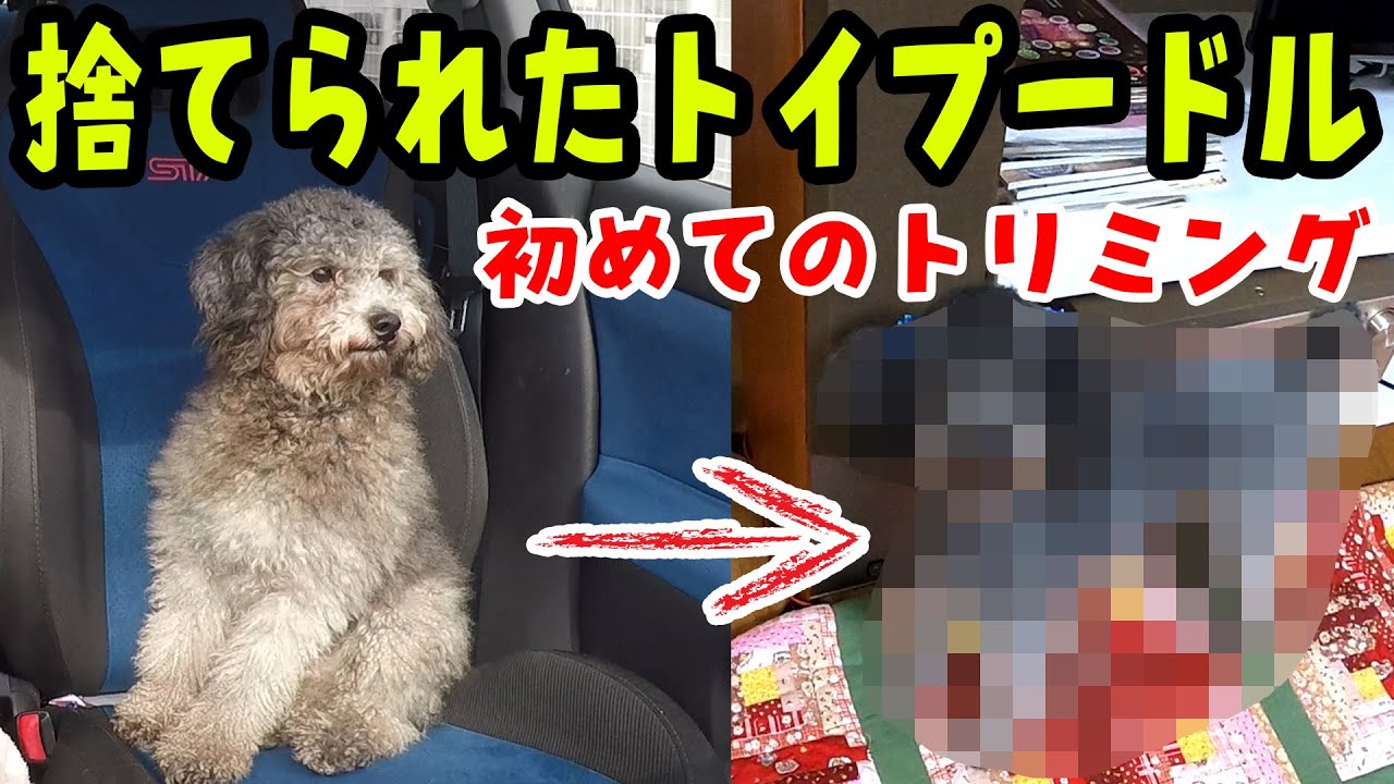 捨てられたトイプードル初めてのトリミング 衝撃的です Husky And Poodle Youtube 捨てられたトイプードル初めてのトリミング 衝撃的です Husky And Poodle Youtube