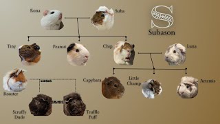 The Subason Family Tree  Guinea Pig Lore