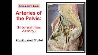 Arteries of the Pelvis (Internal Iliac Artery)