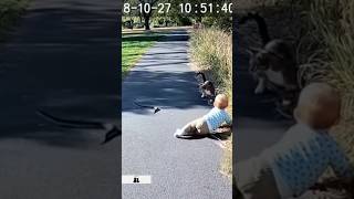 Cat saves baby seconds before the snake appears 😳🐱 #babysaver #cats