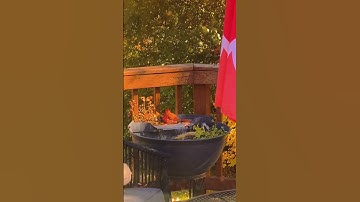 Cute Cardinal Bathing #shorts