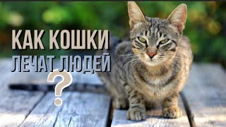 Как Кошки Лечат Людей? Ведическое Знание #Здрава #Здоровье