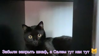 Забыли закрыть шкаф, а Салем тут как тут 😸