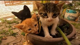 Three kittens sleeping in a flower pot, all hissing