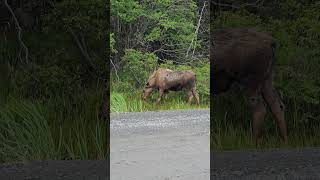 Arctic Horse Aka Moose