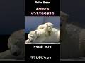 【母の日】ララありがとうスイカのプレゼント #ホッキョクグマ #polarbear #shorts