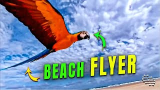 Macaw Bird Flying over a Beach