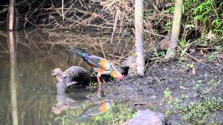 Grey Junglefowl