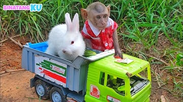 Luby Monyet Lucu Menemukan Banyak Sayur dan Anak Kelinci