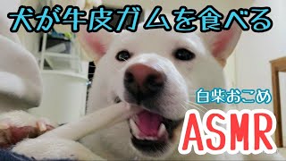 【ASMR】白柴犬の牛皮ガム咀嚼音　【Eating Sounds】White Shiba Inu's Cowhide Gum Chewing Sound