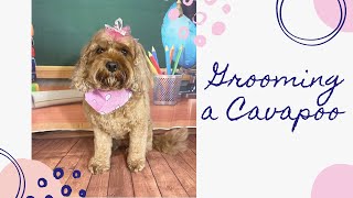 Billie the Cavapoo Grooming Video- Tutorial by All Fur Dogs 461 views 3 years ago 3 minutes, 19 seconds