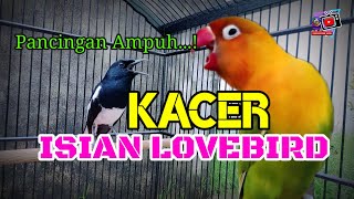 KACER isian Lovebird utuh