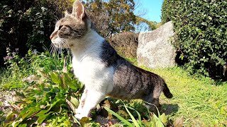 秘密の隠れ家で暮らすキジシロ猫達