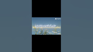 قرآن كريم 🤍 | #اسلام #قرآن #قران_كريم #فلسطين_حرة #فلسطين #غزة #رفح #قرآن_كريم