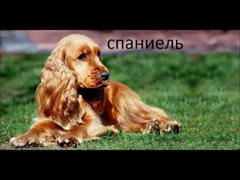 Какая вы порода собак по знаку Зодиака Узнайте свою уникальную личность