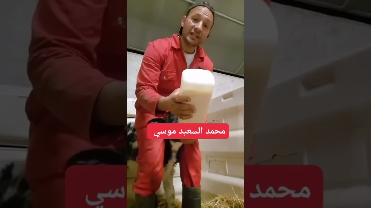 االتعامل مع العجول الصغيرة بعد الولادة مع اخوكم محمد السعيد موسي