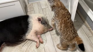 THE LYNX WAS AFRAID OFTHE PIG / Maine Coon doesn't want to wake up